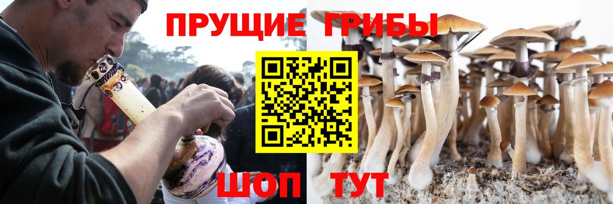 Псилоцибиновые грибы Psilocybe Ачинск